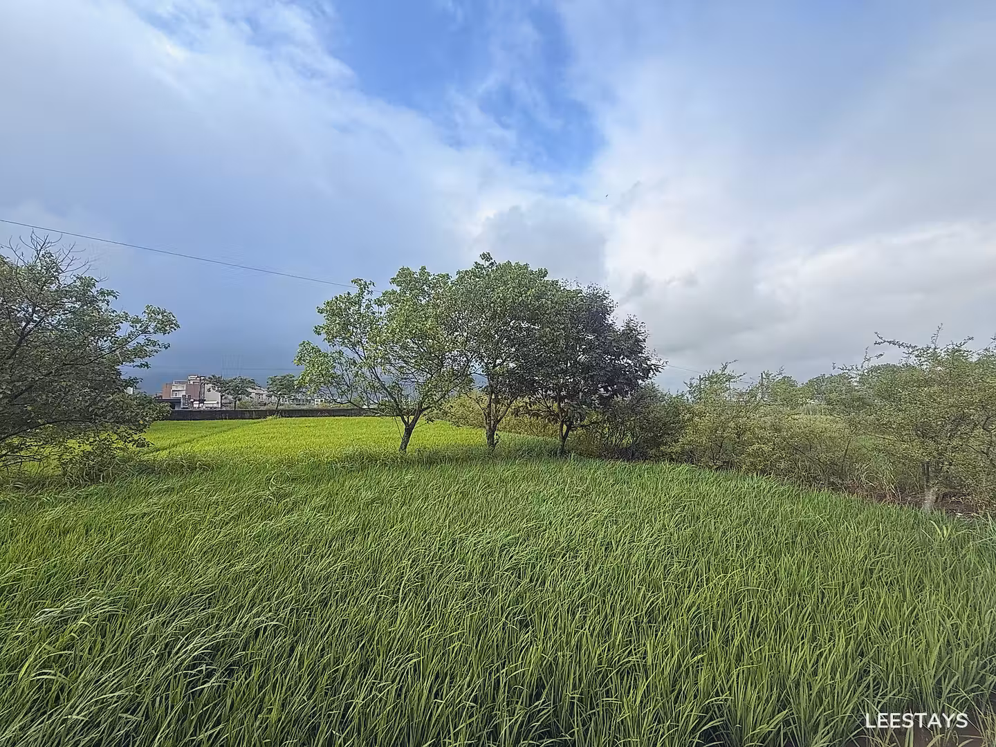 A wide green field with tall grass and several trees under a cloudy sky.